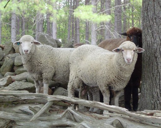 Lambs in the shade.