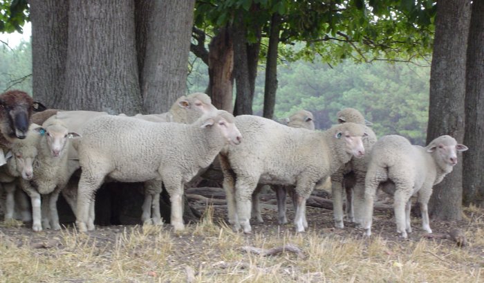 Ewe lambs crowding in to get their picture taken.