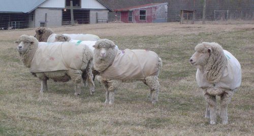 Covered Ewes ready for shearing day.