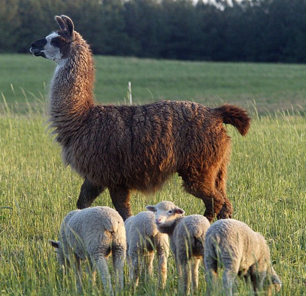 Are ewe coming?