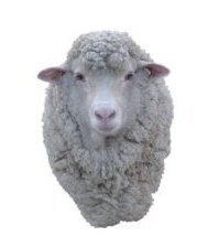 Cormo Sheep