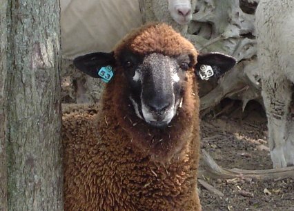 Lambs with face marking