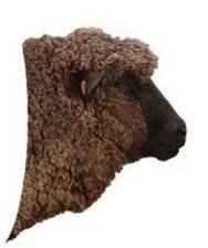 Corriedale Sheep