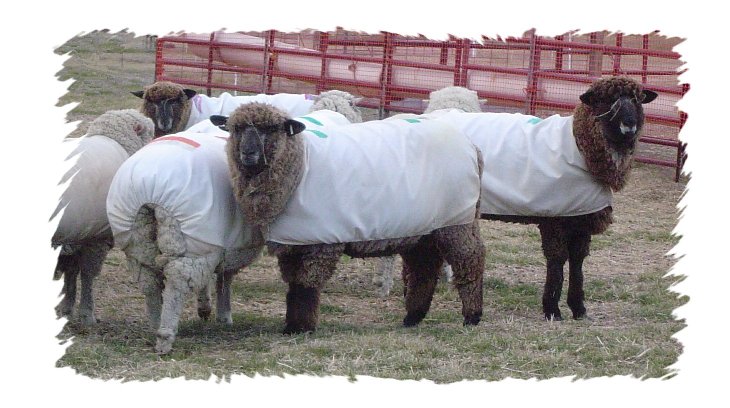 Sheep Covers