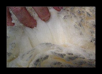 Fleece & Roving