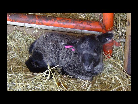 For Sale Sheep