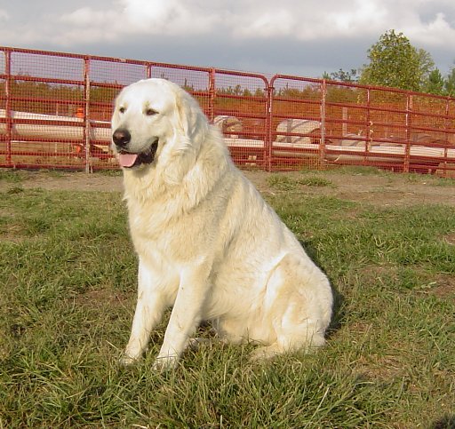 Maremma